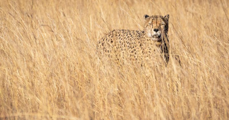 The Cheetah: One of Nature’s Great Survivors