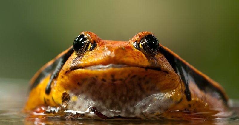 Six New African Frog Species Discovered