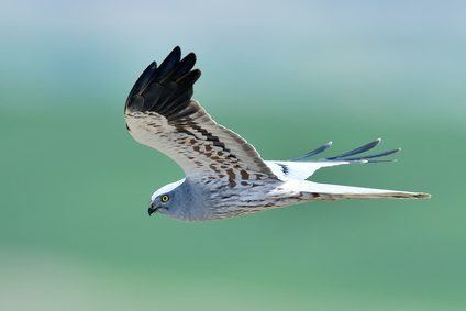 Could the iconic hen harrier be facing extinction in the UK?