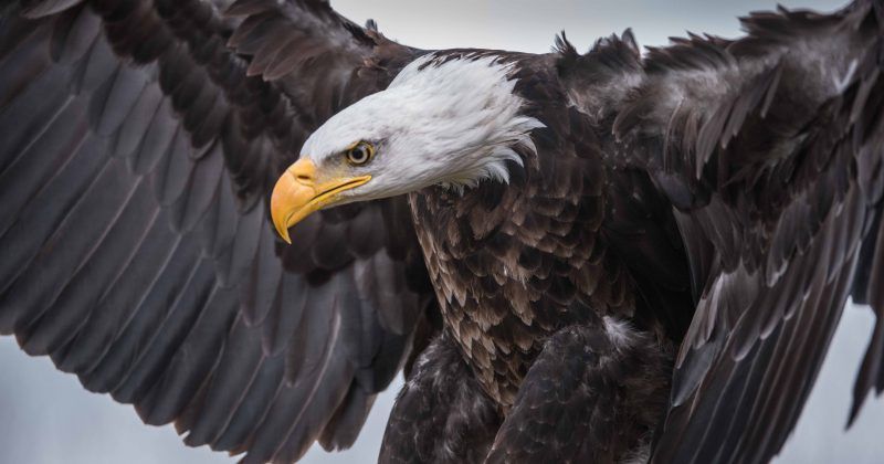 Eagles killed and sold illegally on the black market
