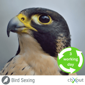 DNA sexing test for birds
