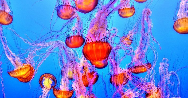 Jellyfish or Jellymonsters?