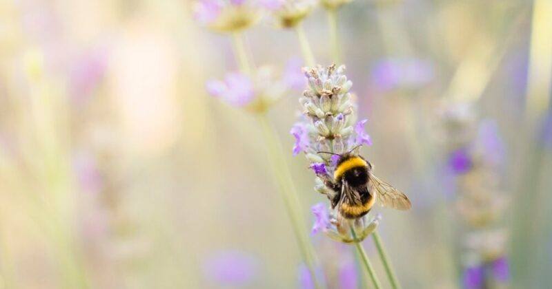 Emergency use of neonicotinoid pesticide to put bees at risk