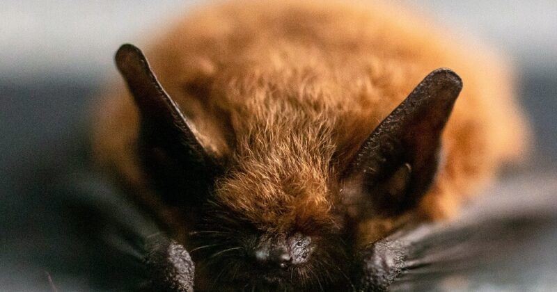 Hibernation linked to longer lifespan of bats