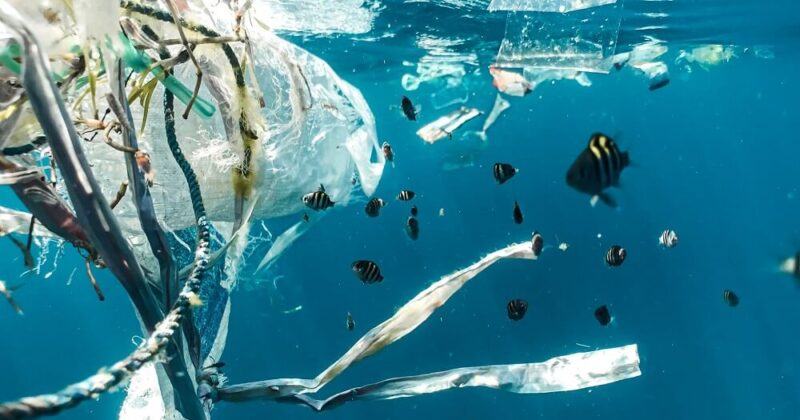 Finding a plastic pollution solution