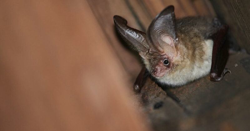Finding rare bats with DNA testing