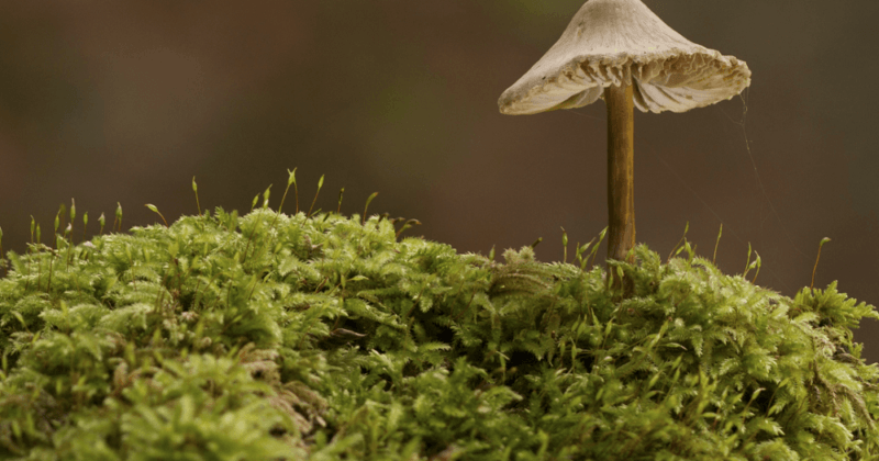 Why should we care about fungi?