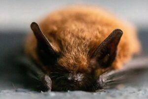 Bat Species ID
