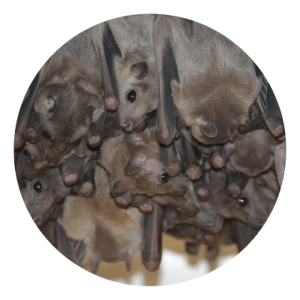 Bat Species Identification