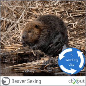 Beaver Gender Determination