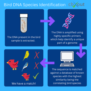 DNA Bird Species ID
