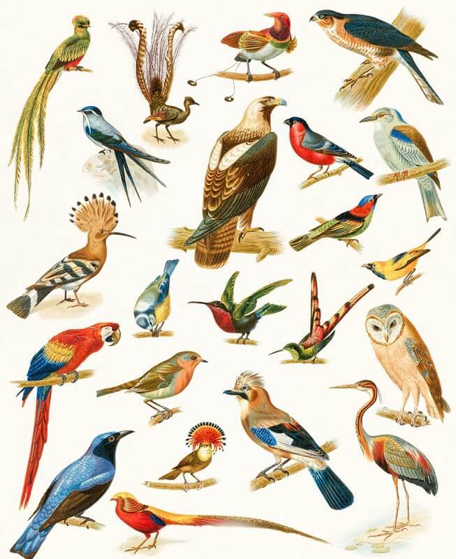 Bird Species List