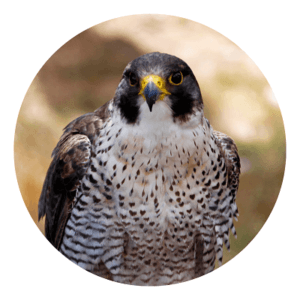 Bird of prey - DNA sexing test for birds