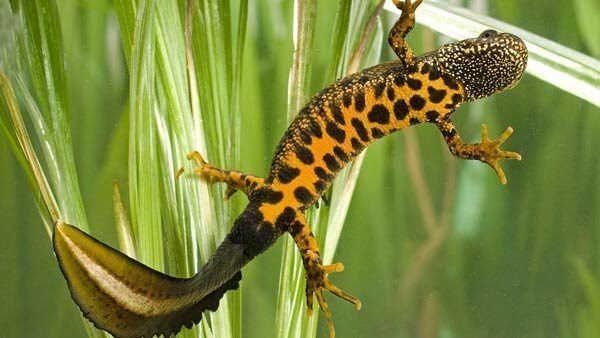 Great Crested Newt eDNA