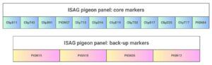 pigeon dna test