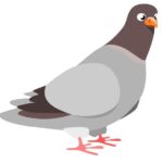 pigeon dna test