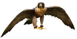 peregrine falcon DNA test