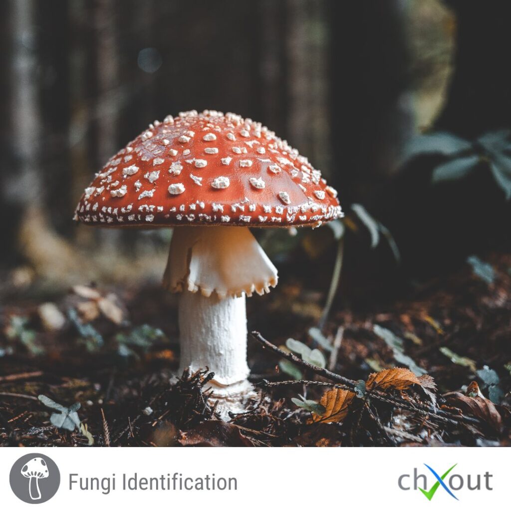 Fungi identification