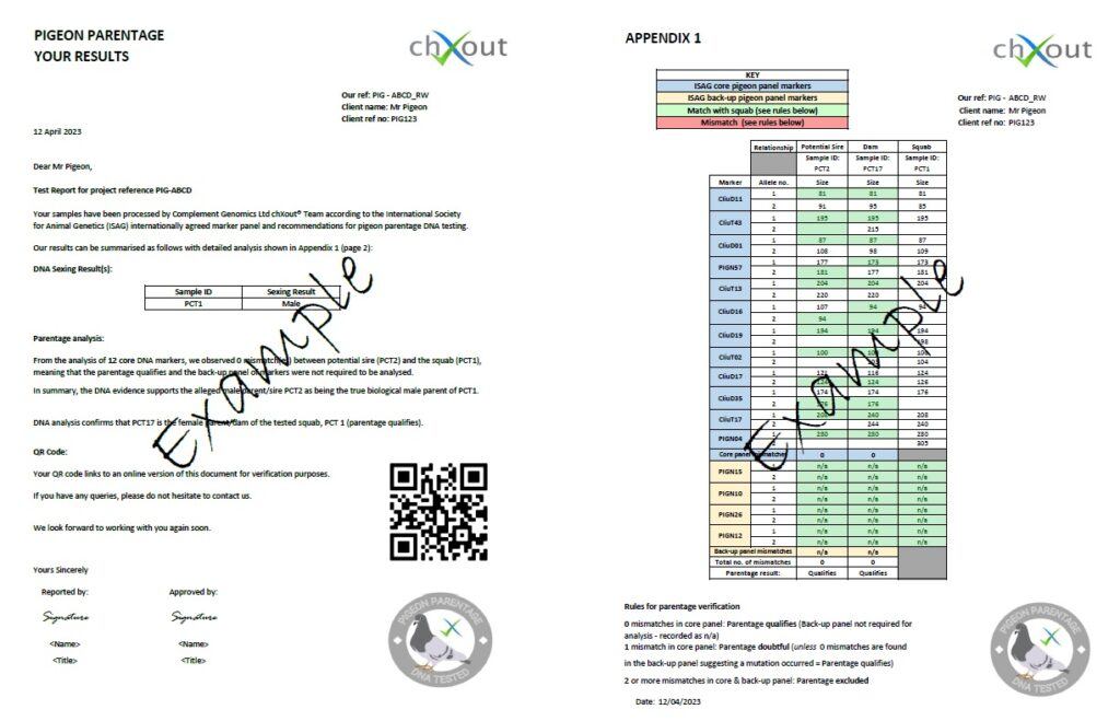 pigeon dna test