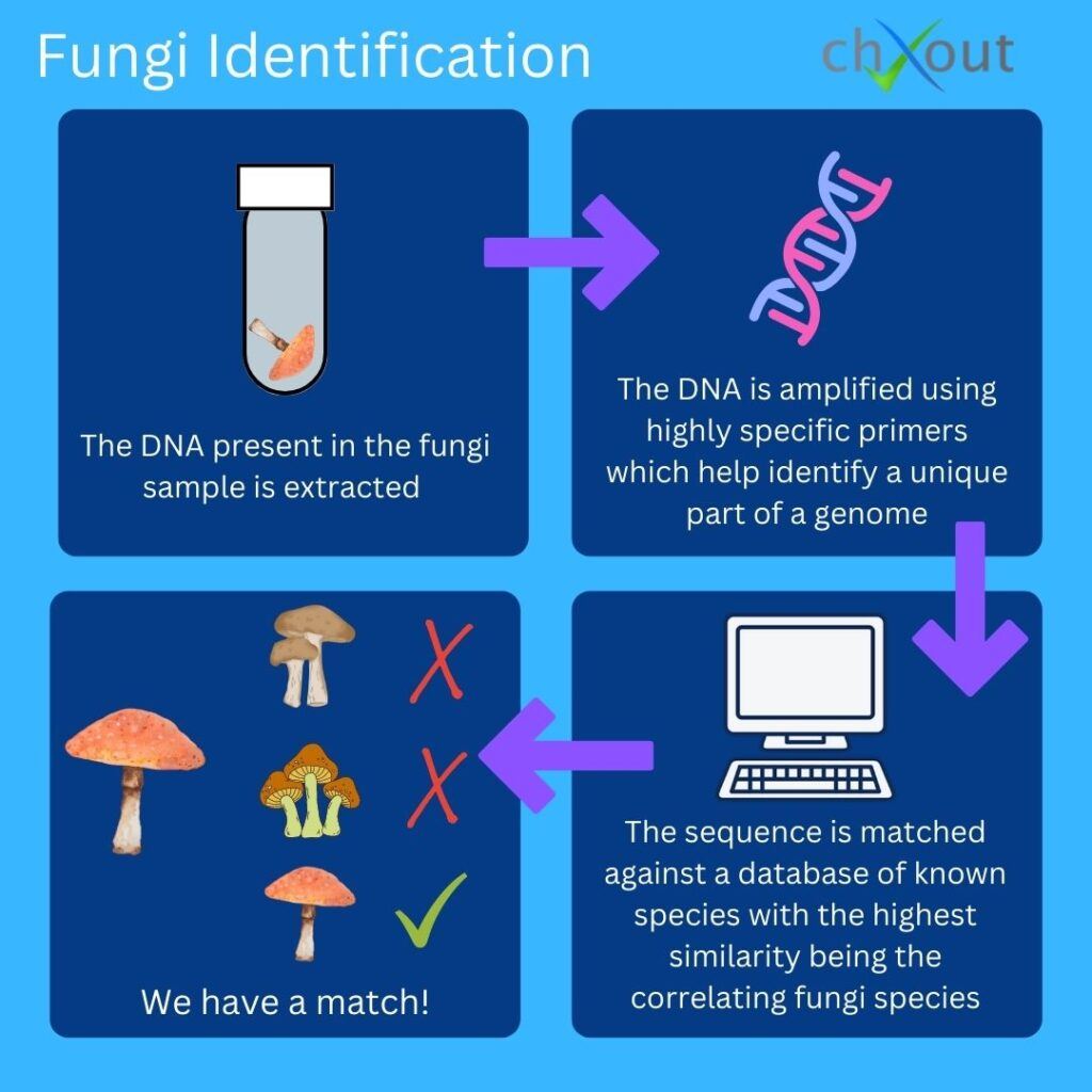 Fungi Identification