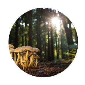 Fungi Identification