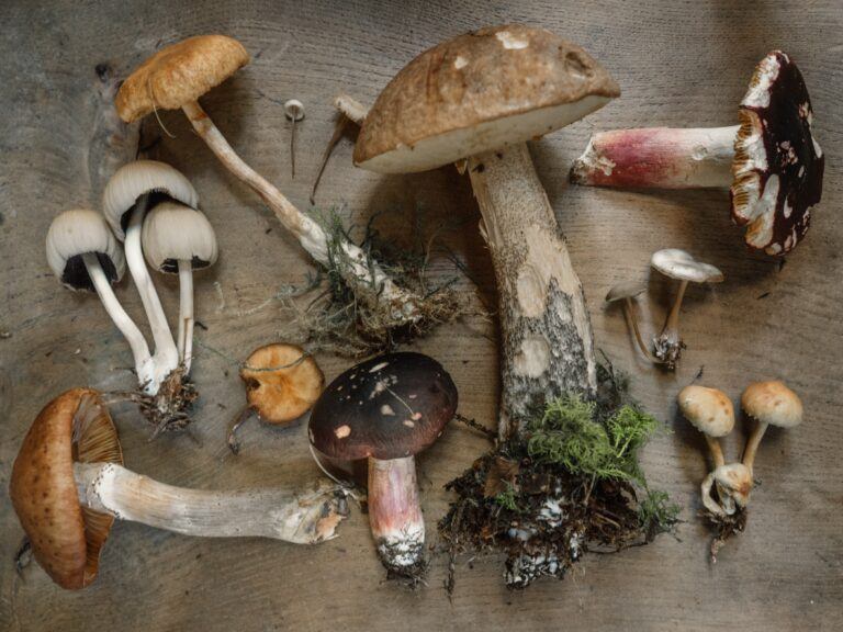 Fungi Identification