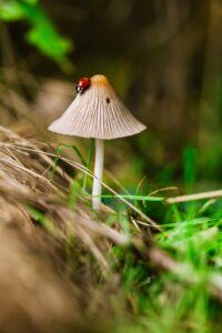 Fungi ID