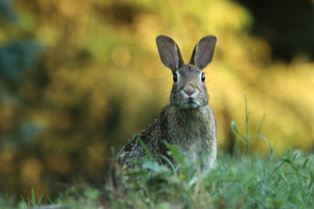 Invasive species - European rabbit