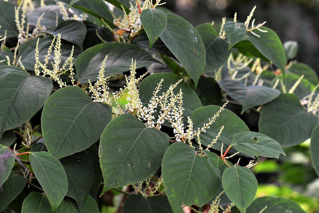 Invasive species - Japanese Knotweed