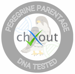Peregrine Falcon Parentage Standard Service