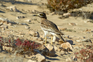 Stone-curlew (Burhinus oedicnemus) in a dry natural habitat