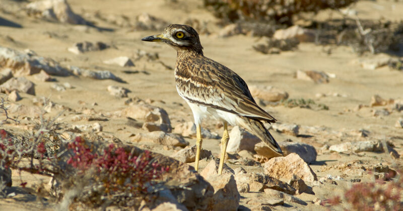 The Stone Curlew: Britain’s Ghost Bird and Why Its Future Matters