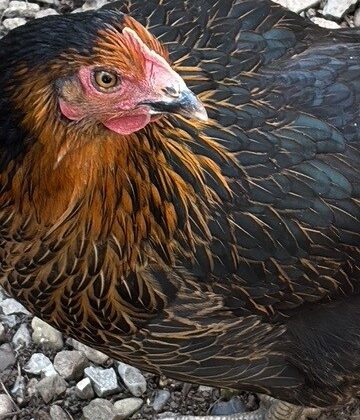 Could a chicken change sex?