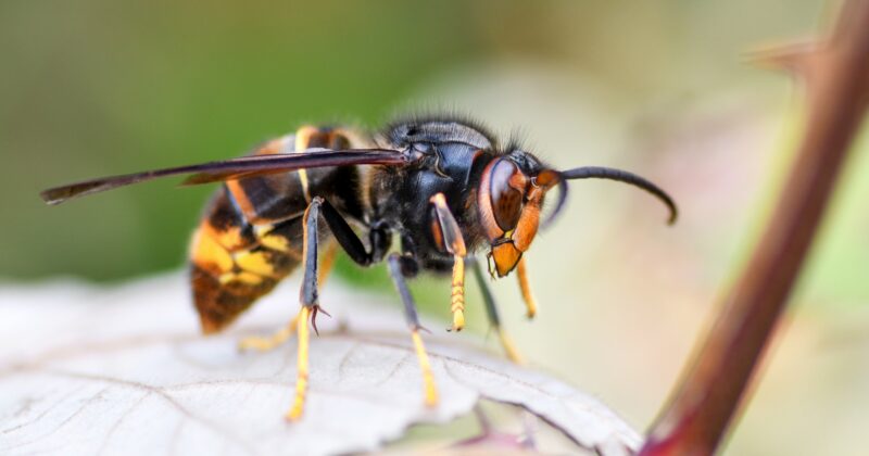 Asian Hornets in the UK: A Growing Invasive Threat