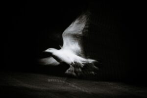white mid flight bird