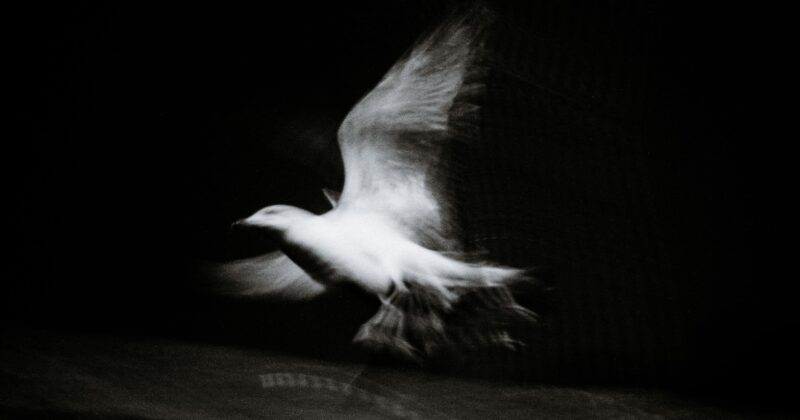 The Future of Britain’s Ghost Bird