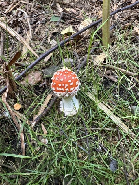 Agaricus mushroom growing in woodland habitat