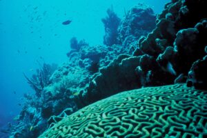 Healthy coral reef supporting marine biodiversity