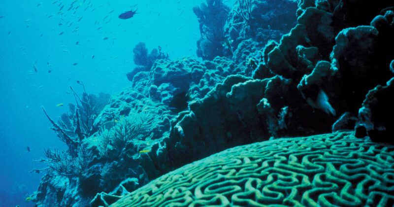 Coral Reefs Under Siege: What Humanity Has Done, What We Stand to Lose, and How Science Is Fighting Back
