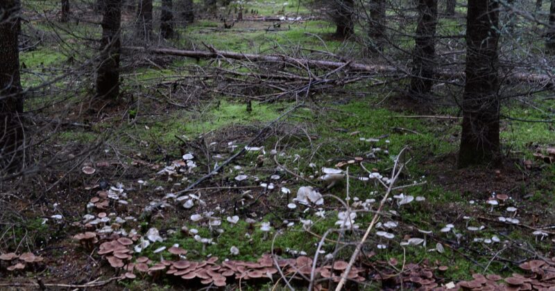 What Are Fairy Rings? The Magical Mushroom Circles Explained by Science