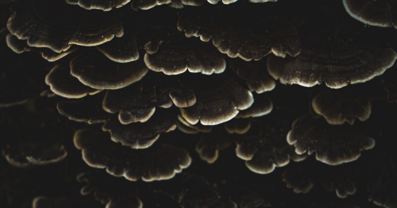 Five Mushroom Myths That Refuse to Die