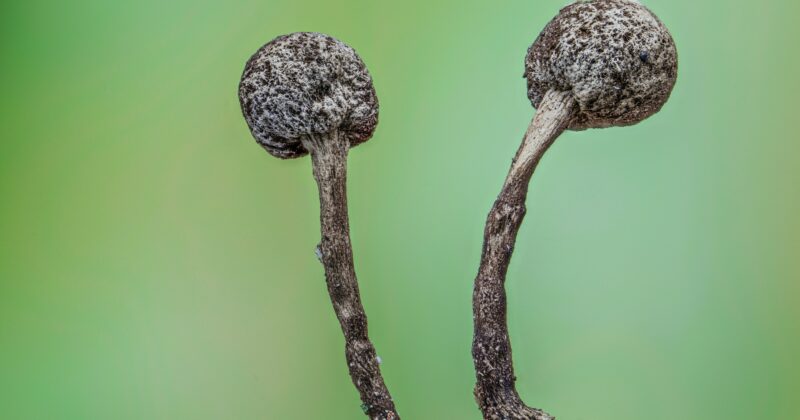 The Hidden World of Mycelium Explained