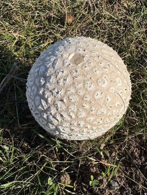 Common puffball mushroom releasing spores