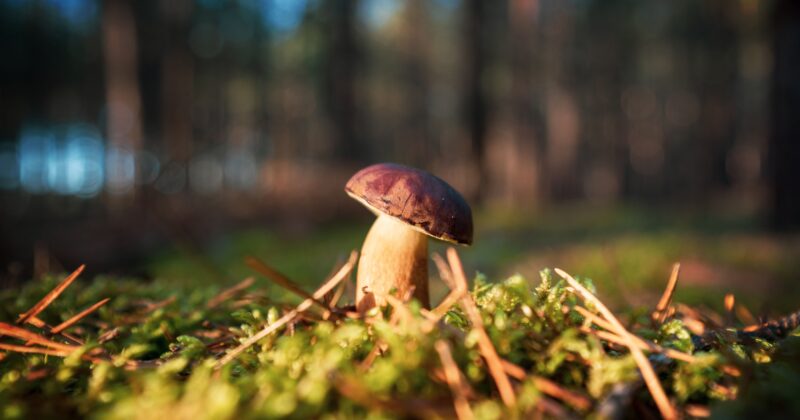 What Is the Difference Between a Mushroom and a Toadstool?