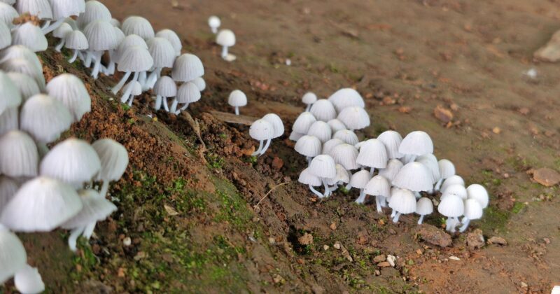 Britain’s Most Common Wild Mushrooms