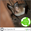 Bat species identification