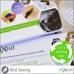 Bird Sexing (Image)