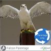 Falcon Parentage only