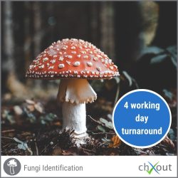 fungi DNA, fungi Identification